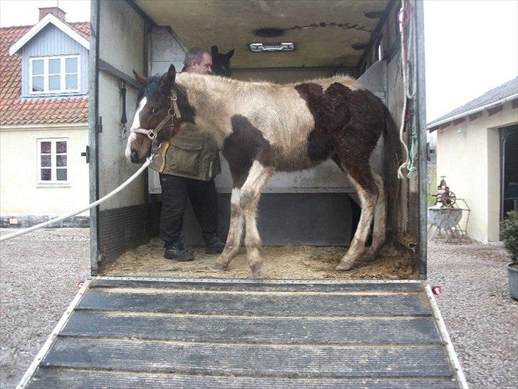 Pinto Laguna Pinto Princess(solgt) billede 10