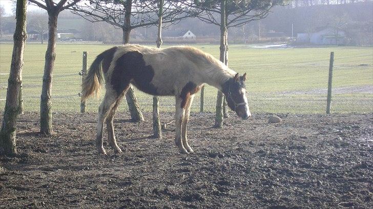 Pinto Laguna Pinto Princess(solgt) billede 11