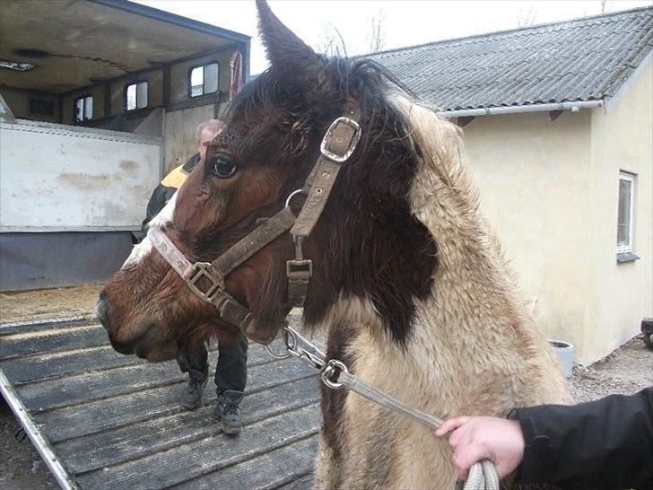 Pinto Laguna Pinto Princess(solgt) billede 12