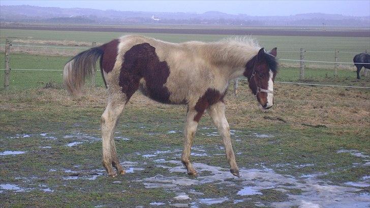 Pinto Laguna Pinto Princess(solgt) billede 13