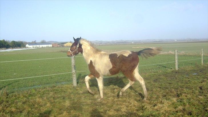 Pinto Laguna Pinto Princess(solgt) billede 14