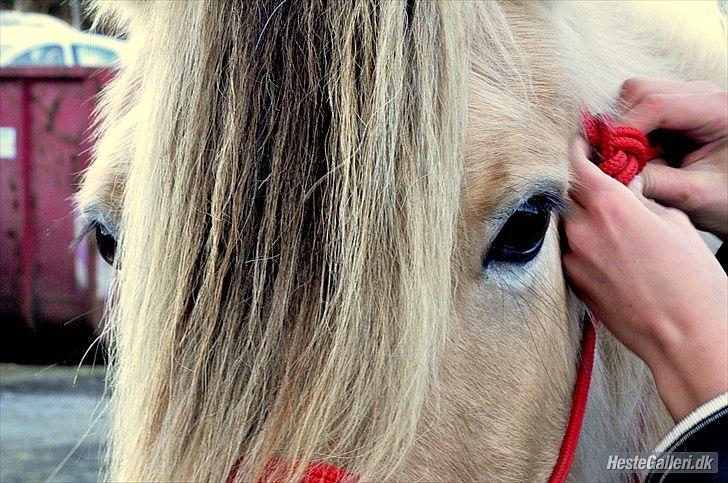 Fjordhest Katrine -Bea •Gl. Part• - Har du set hendes øjne?  [iv] billede 9