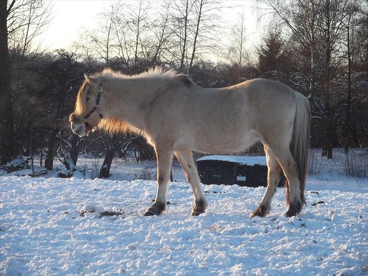 Fjordhest Katrine -Bea •Gl. Part• - Smuk, smukkere, smukkest, end mere smuk, smukkere end endnu smukkere ....... TULLE! <3 billede 10