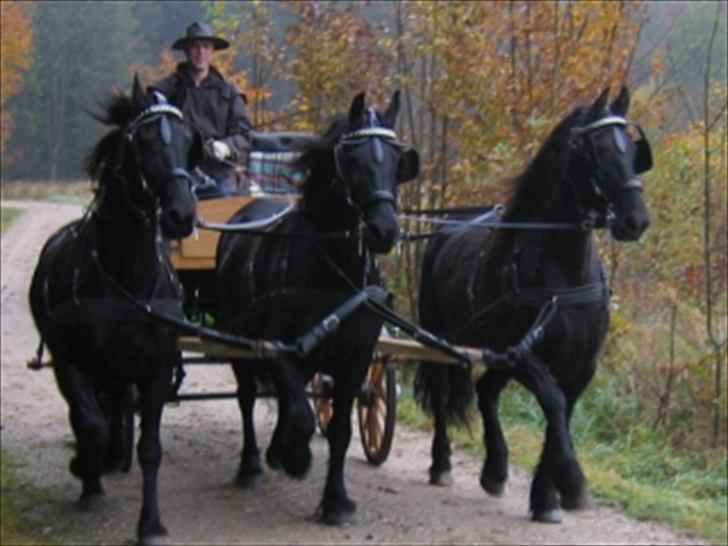 Frieser - Fiona  billede 11