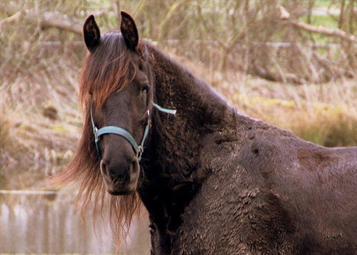 Frieser - Fiona  billede 12