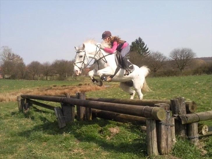 Irsk Sportspony - Charmeur billede 18