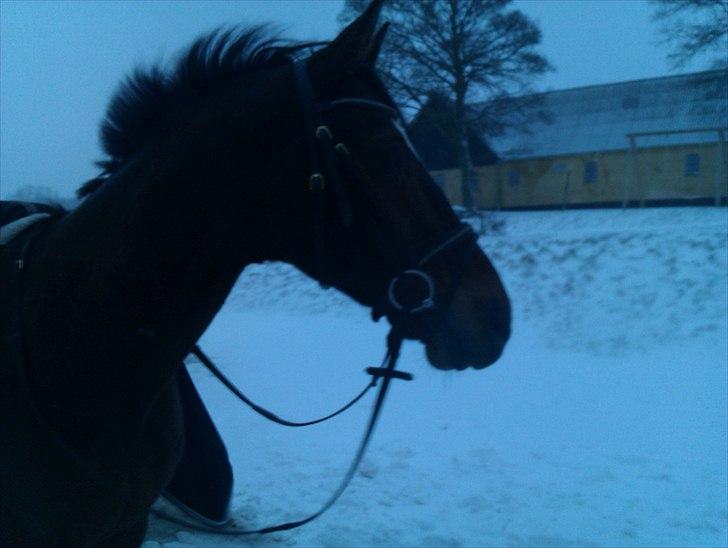Anden særlig race Travelli<3 - Tralle der nyder det "dejlige" snevejr:D billede 1