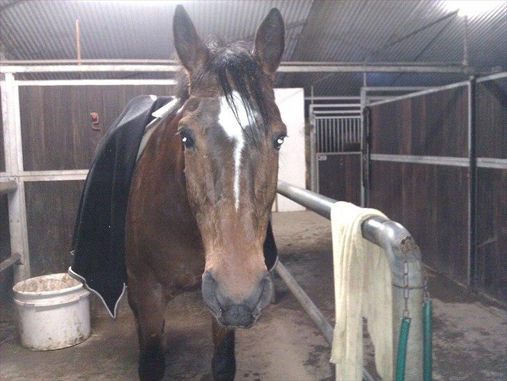 Anden særlig race Travelli<3 - Træt efter en hård ridetime:D billede 2