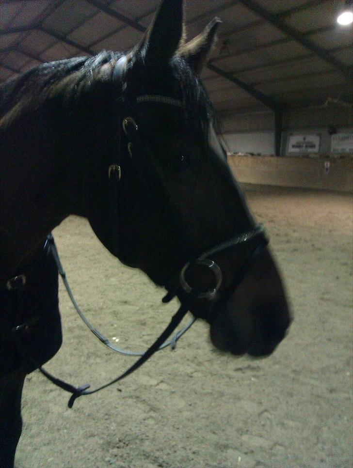 Anden særlig race Travelli<3 - nysgerihed:D billede 4