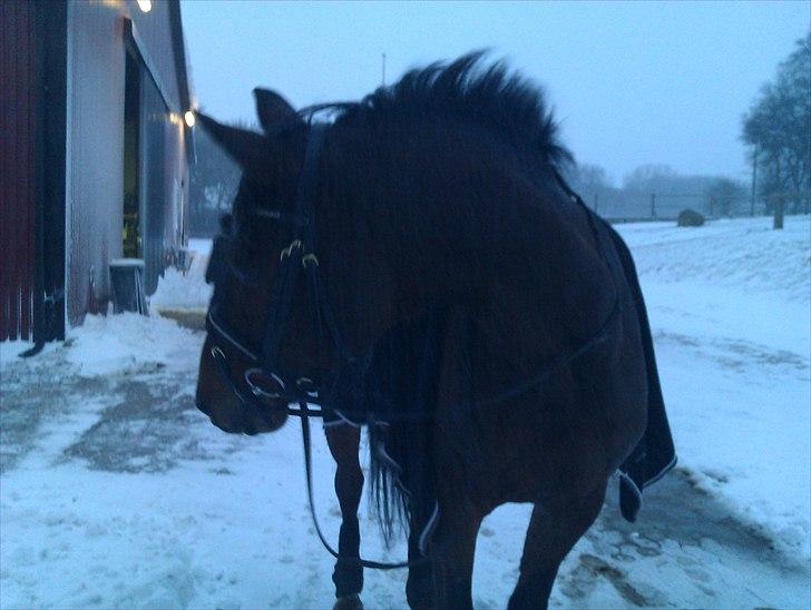 Anden særlig race Travelli<3 - Hov, hvad sker der, der omme ? :-) billede 7