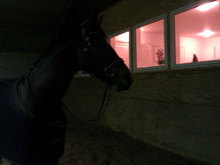 Anden særlig race Travelli<3 - uhh, er der ikke nogen der har en godbid til mig der inde?:) billede 8