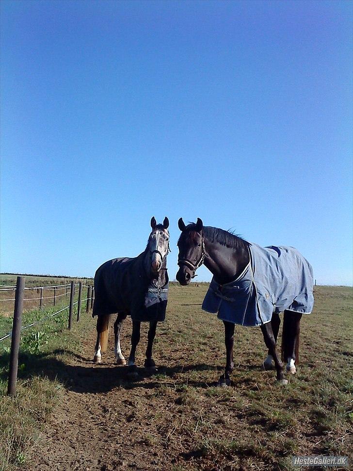 Dansk Varmblod Holkjærs Diablo - Diablo og nemo på fold, på lunderød  billede 16