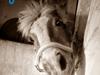 Tyroler Haflinger Anton himmelhest 