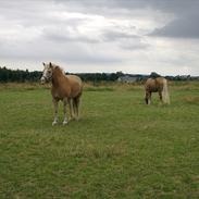 Haflinger Amin 