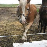 Haflinger Amin 