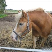 Haflinger Amin 