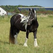 Irish Cob Mischa