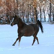 Arabisk fuldblod (OX) Jet´amie