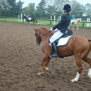 Tysk Sportspony Osbourne