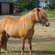 Anden særlig race Musse