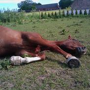 Dansk Varmblod Abentos