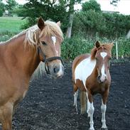 Anden særlig race Gaston
