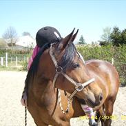 Welsh Pony (sec B) Oldebert's Charites