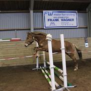 Anden særlig race Petra