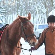 Anden særlig race Petra