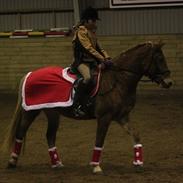 Anden særlig race Petra