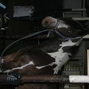 Tinker Lucy solgt :-( 