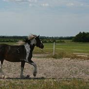 Tinker Lucy solgt :-( 