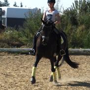 Dansk Varmblod Enekærs Limone