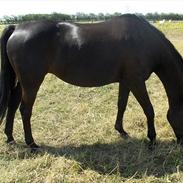 Dansk Varmblod Enekærs Limone