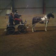 Anden særlig race bjørnegårds master mind