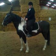 Anden særlig race bjørnegårds master mind