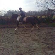 Anden særlig race bjørnegårds master mind