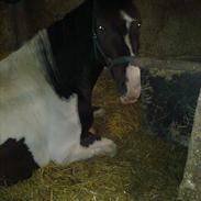 Anden særlig race bjørnegårds master mind