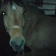 Anden særlig race Bobby