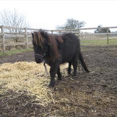 Miniature stald lille t' night wish (udlånt)