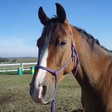 Dansk Varmblod Stokbroens Camaro