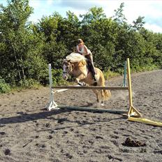 Haflinger Nico (gl. lånepony)