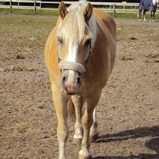 Haflinger Nico (gl. lånepony)