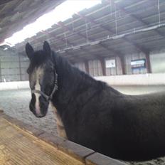 DSP Skovgårdens Sigma ( R.I.P)