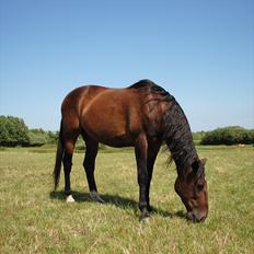 Traver L D White R.I.P 