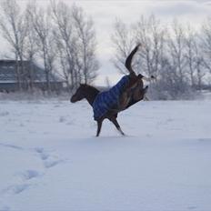 Tysk Sportspony Osbourne