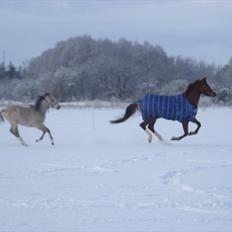 Tysk Sportspony Osbourne