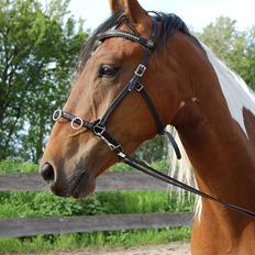 Pinto Højvang´s ikaros