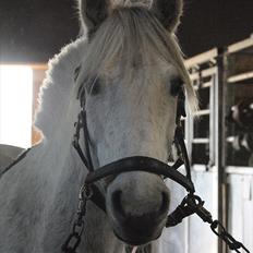 Anden særlig race Silver