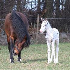 Knabstrupper Rughavens Fanny